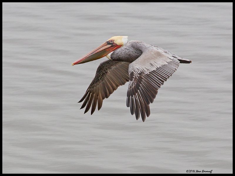 _4SB9529 brown pelican.jpg